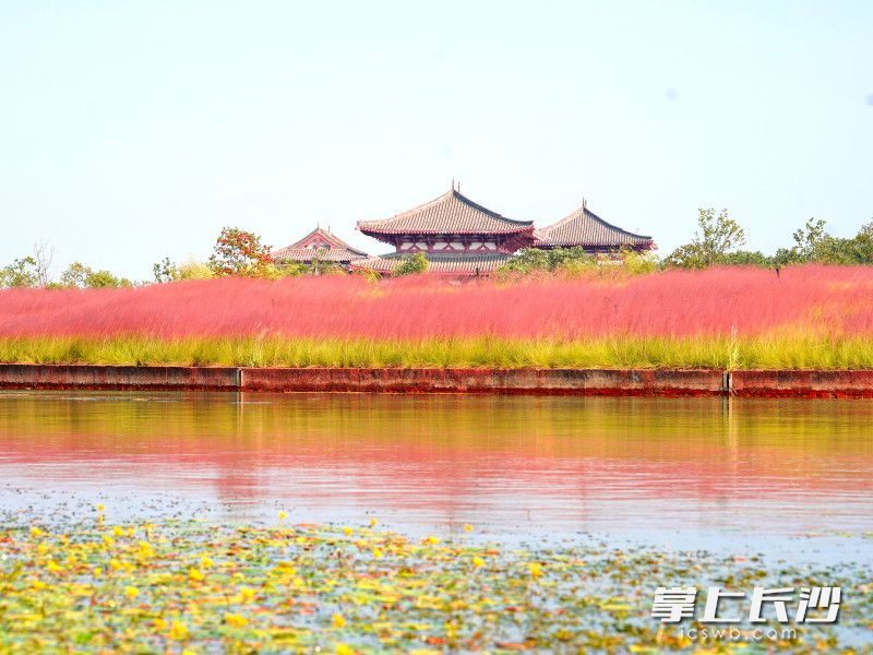 松雅湖花海，最新绽放与探索之旅