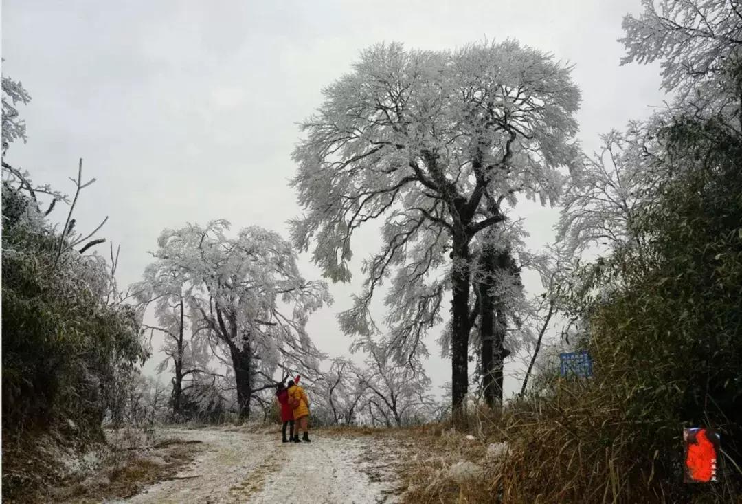 雾凇最新消息，探索神秘的冰雪世界之美