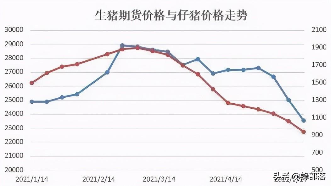 明日生猪价格最新信息，市场走势分析与预测